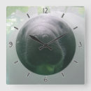 Buscar manatees Manatee lindo