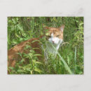 Buscar ojos verdes postales General y unisex