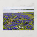 Buscar bluebonnets de postales Pradera