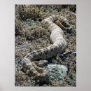 Buscar serpiente de cascabel posters Reptil