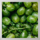 Buscar uvas posters Fotografía