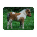 Buscar miniatura imanes Caballo