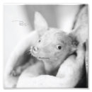 Buscar adopte un perro posters General y unisex
