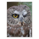 Buscar aves rapaces postales Pájaros y floraciones