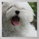Buscar perro maltés blanco posters Perros