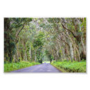 Buscar árbol de eucalipto posters Árboles