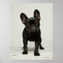 Buscar french bulldog posters Cachorro