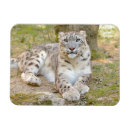 Buscar depredadores imanes Animales