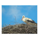 Buscar cigüeña fotografía Naturaleza
