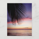 Buscar palm tree postales Viajar