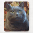 Buscar gato azul ruso alfombrillas de raton Animal