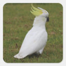 Buscar cockatoo pegatinas Animales