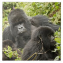 Buscar mcdonald azulejos Herbivoro