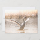 Buscar cisnes blancos tarjetas Animal
