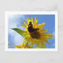 Buscar mariposa amarilla postales Girasol