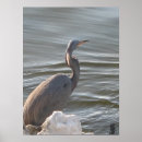 Buscar garzas grises posters Animales