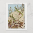 Buscar lagarto postales Naturaleza