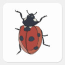 Buscar escarabajo pegatinas Vida silvestre