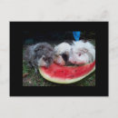 Buscar conejillo de indias postales Jardín