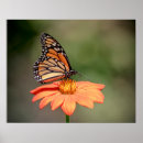 Buscar entomología arte Flor