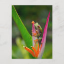 Buscar ojos postales Vida silvestre