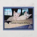 Buscar angora turco Gatito