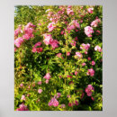 Buscar rosaleda posters Flores