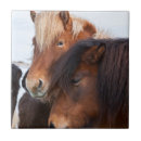 Buscar equus azulejos Caballo