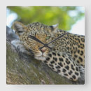 Buscar leopardo relojes de pared safari