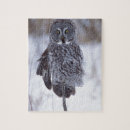 Buscar strix Strix nebulosa