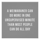 Buscar weimaraner posters Perro
