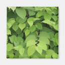 Buscar verdor imanes Planta