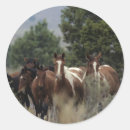 Buscar mustang pegatinas Grupo