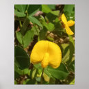 Buscar perenne arte Planta