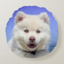 Buscar samoyedo cojines Perro blanco