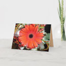 Buscar margarita del gerbera tarjetas Pensamiento en usted