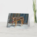 Buscar pérdida del perro tarjetas 8 º tarjeta