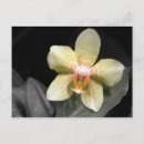 Buscar orquídeas amarillas postales Tropical