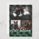 Buscar maullido postales Gato