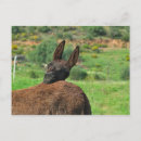 Buscar burro feliz postales Fotografía