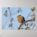 Buscar petirrojo posters Animal