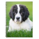 Buscar animales domésticos cuadernos Perro