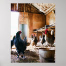 Buscar gallo y gallina posters Naturaleza
