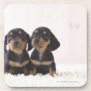 Buscar del dachshund cristaleria bar Animal
