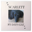 Buscar patos azulejos Para todos