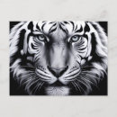 Buscar tigre blanco postales Para todos
