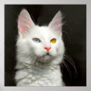 Buscar angora posters 9 º gata