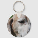 Buscar beagles llaveros Honestidad