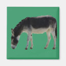 Buscar burros imanes Lindo