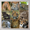 Buscar imágenes de gatos posters Leopardo
